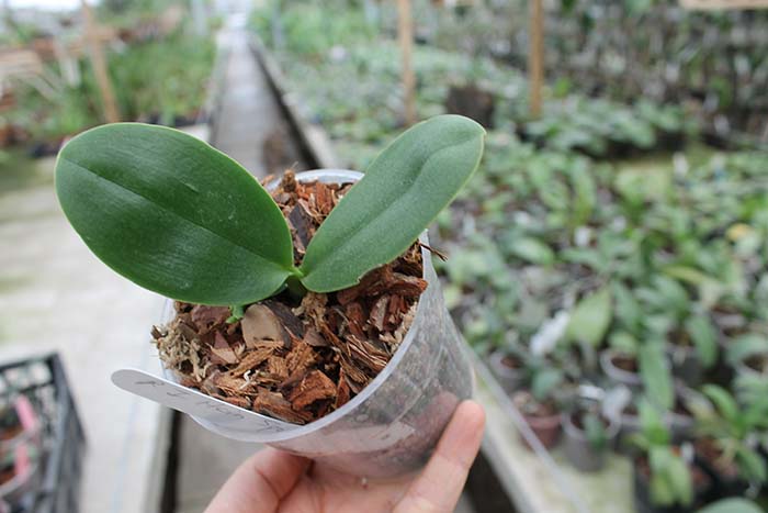 Phalaenopsis I-Hsin 'Spot Eagle'.jpg