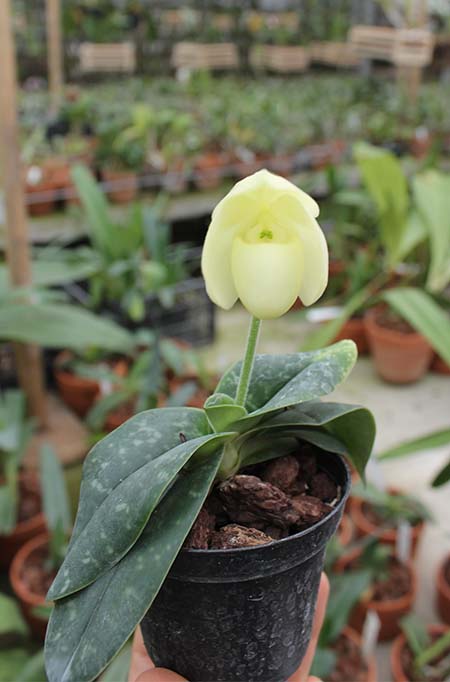 Paphiopedilum wellesleyanum album x Iratsume album.jpg