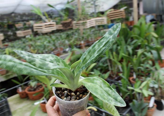 Paphiopedilum Maudiae alba.jpg