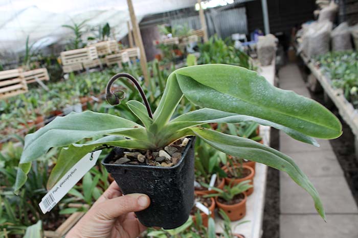 Paphiopedilum glaucophyllum.jpg