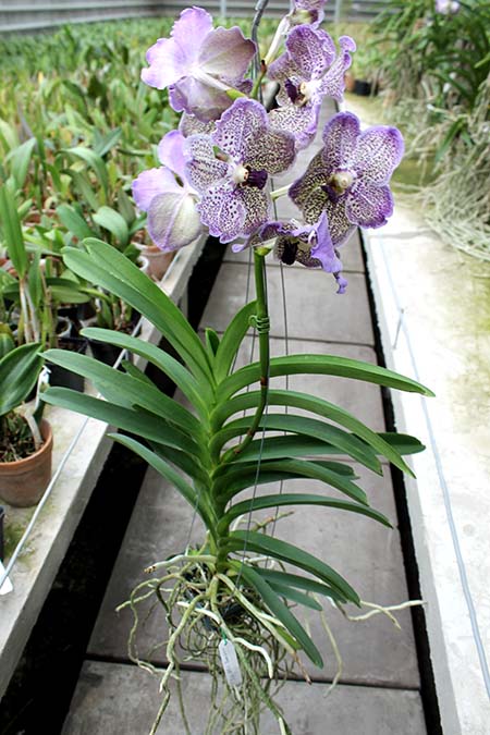 Vanda Yano Blue 'Boonserm'.jpg