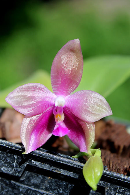 Phalaenopsis tetraspis 'C1' x Phalaenopsis KS Happy Eagle.jpg