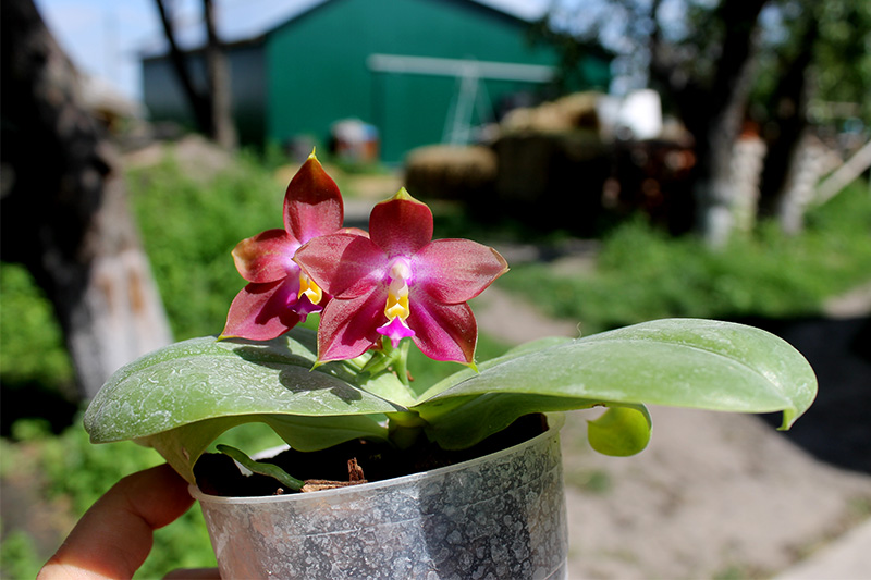 Phalaenopsis Yaphon Red Jewel x Ld's Bear Queen.jpg