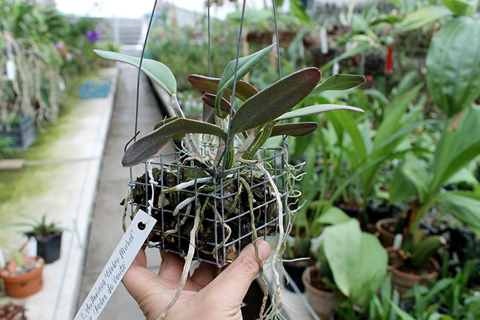 Cattleya schilleriana 'Cleber Munhol' x Cattleya schilleriana 'Pedra do Vento'.jpg