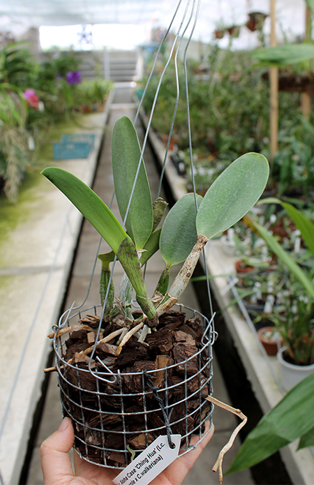 Laeliocattleya Aloha Case 'Ching Hua'.jpg