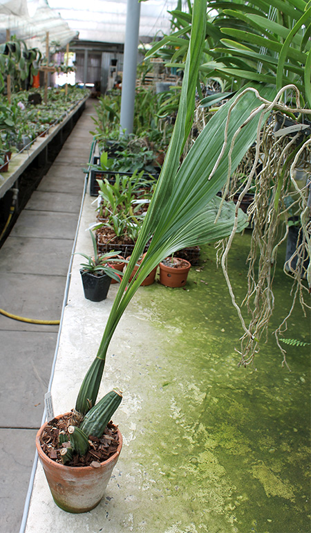 Lycaste peruviana var peruviana.jpg