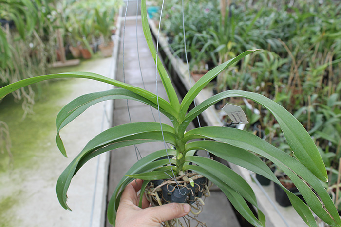 Vanda denisoniana Cream Shinetorn.jpg