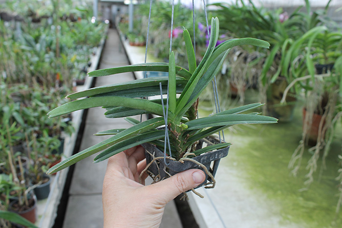 Ascocentrum miniatum.jpg