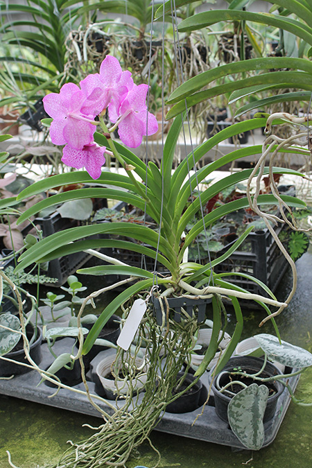Vanda Prayad Maung Rath x Ascocenda Fuchs Sunset.jpg