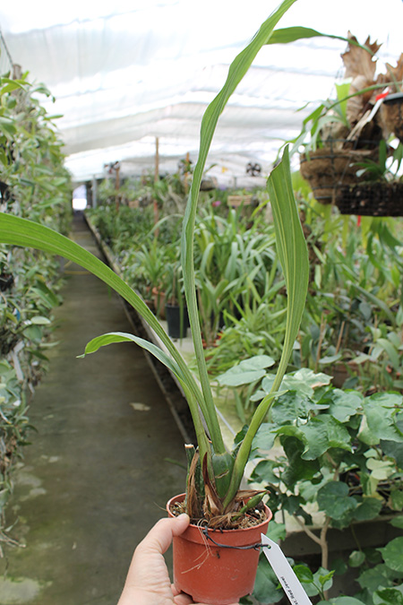 Angulocaste Red Jewel.jpg