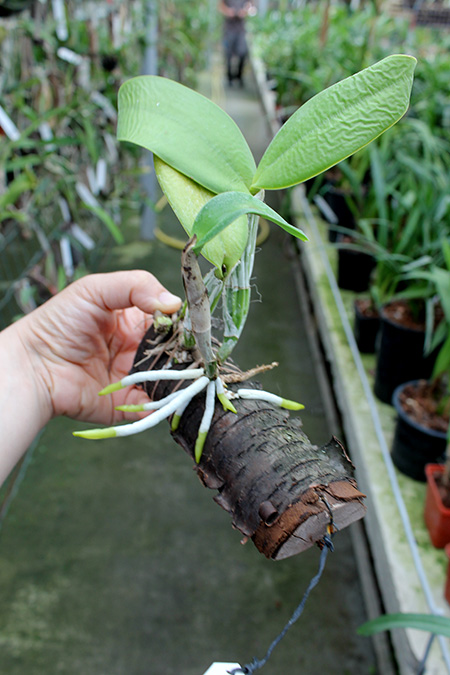 Cattleya walkeriana 'Edward' x nobilior coerulea 'Pledge'.jpg