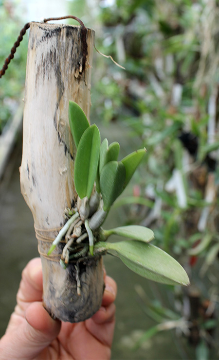 Laelia sincorana XXXX x Laelia sincorana coerulea.jpg