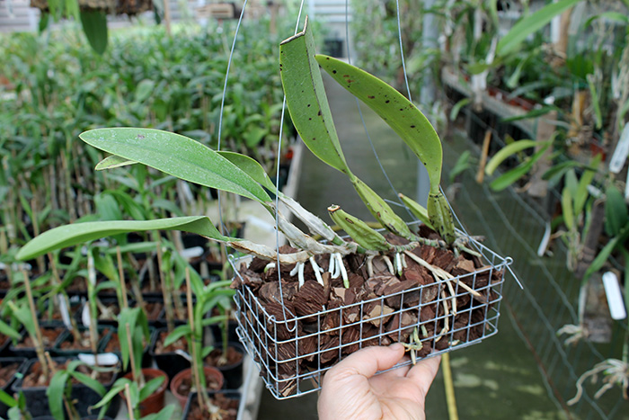 Laelia anceps.jpg