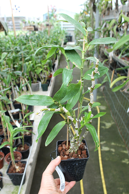 Dendrobium Red Emperor 'Prince'.jpg