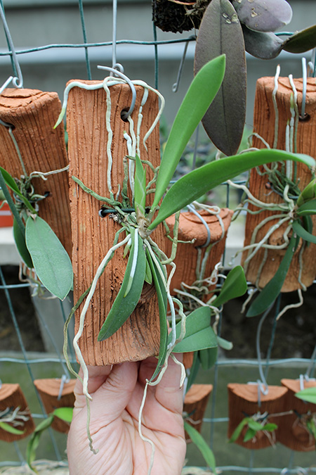 Oncidium stramineum.jpg