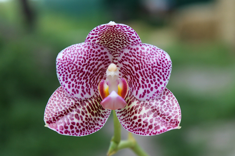 Phalaenopsis gigantea x Mituo Sun.jpg