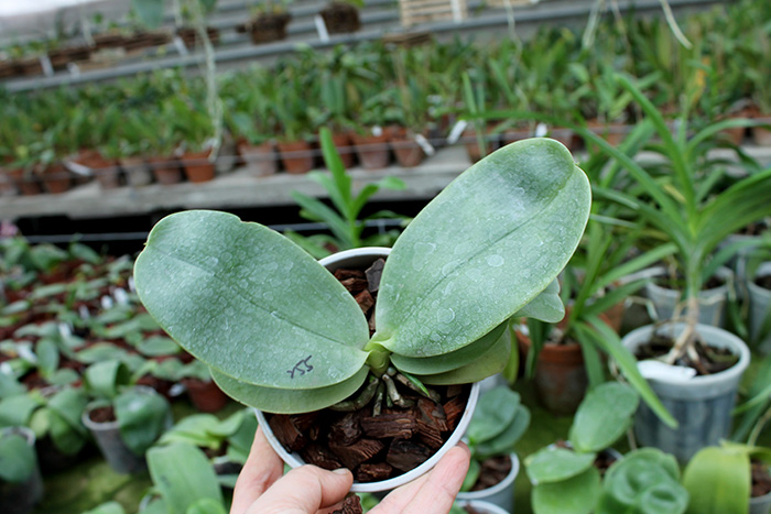 Phalaenopsis Ld's Bear King 'RK-3' x Fushang's Beauty Star.jpg