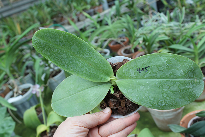 Phalaenopsis Ld's Bear King 'YK-7 ' x Dragon Tree Eagle '168'.jpg