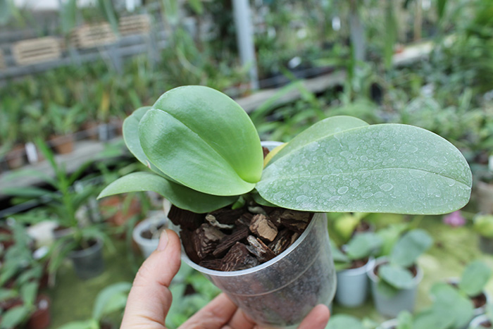 Phalaenopsis Ld's Bear King 'YKY' x Hawaii Dragon Girl 'DT-1'.jpg