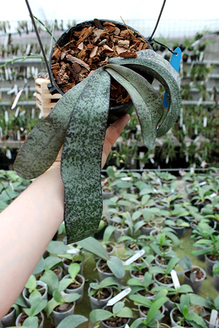 Phalaenopsis celebensis.jpg