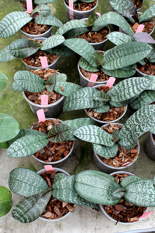 Phalaenopsis schilleriana purpurea.jpg