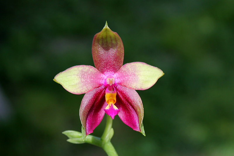 Phalaenopsis KS Evergreen x KS Happy Eagle.jpg