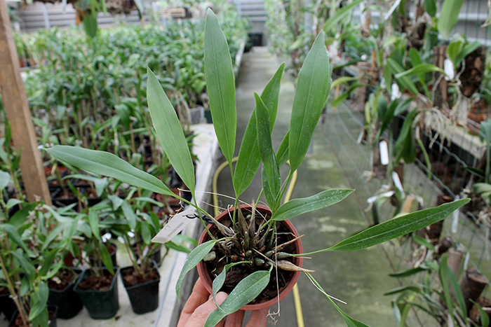 Dendrochilum uncatum.jpg