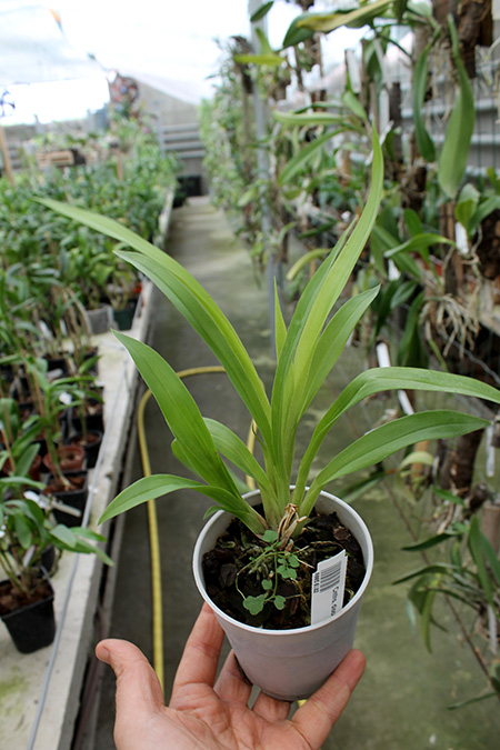 Cochleanthes discolor.jpg