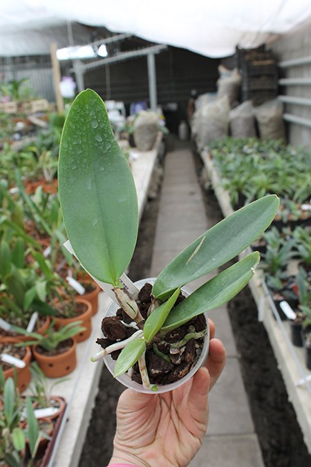 Rhyncholaeliocattleya Chomthong Fancy.jpg