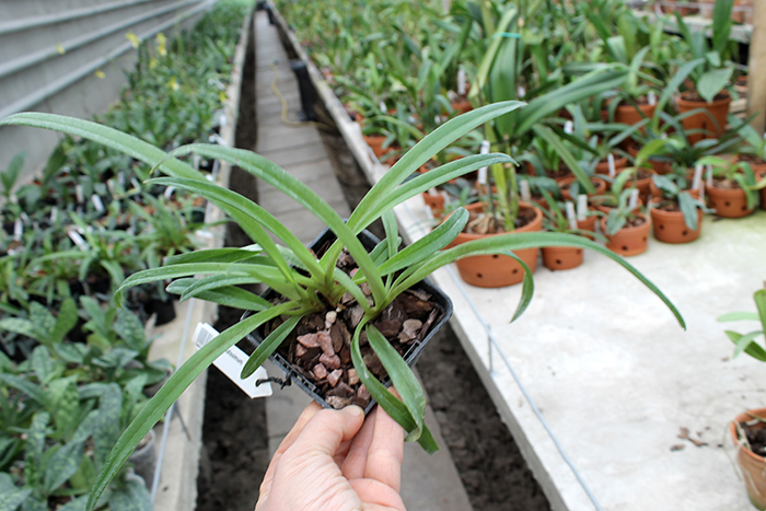 Paphiopedilum hirsutissimum.jpg