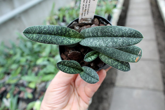 Paphiopedilum armeniacum.jpg