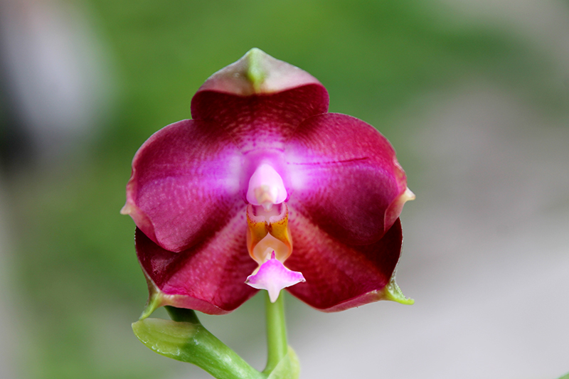 Phalaenopsis tetraspis 'C#1' x Dragon Tree Eagle.jpg