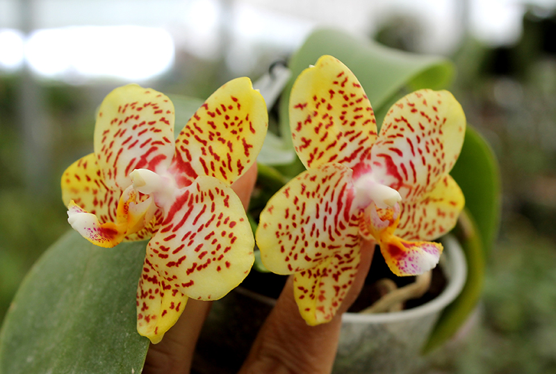 Phalaenopsis Yaphon Image x Jennifer Palermo.jpg