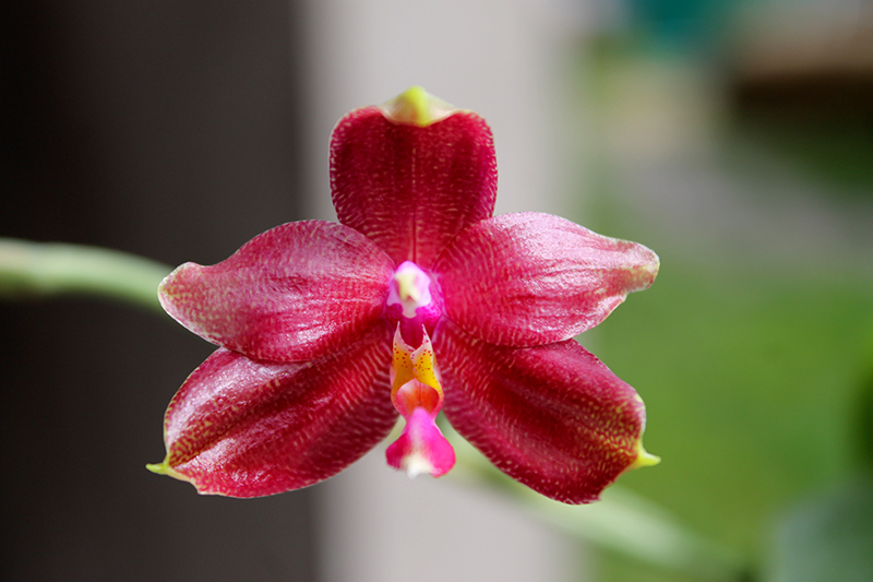 Phalaenopsis Princess Kaiulani x Coral Isles 'Yungho'.jpg