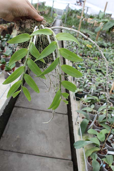 Dendrobium pierardii.jpg
