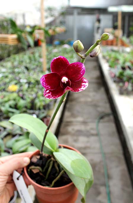 Doritaenopsis Taisuco Micky.jpg