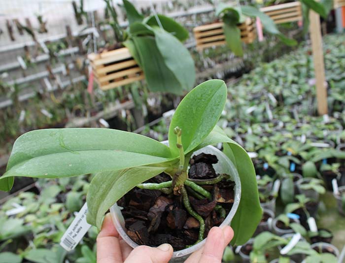 Doritis pulcherrima var yellow x Phalaenopsis bellina.jpg