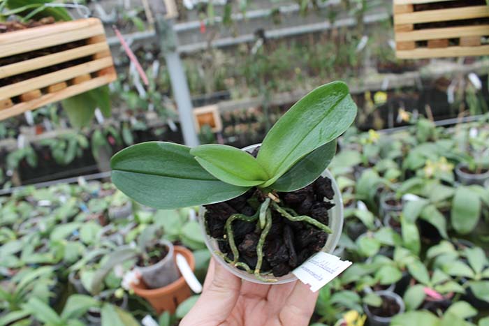 Doritaenopsis Siam Treasure 'Blue'.jpg