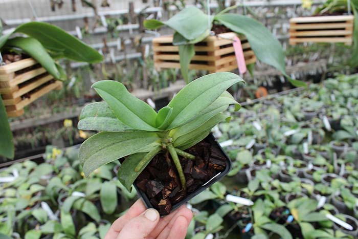 Doritis pulcherrima x Ascocentrum miniatum.jpg