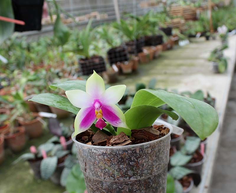 Phalaenopsis bellina AL.jpg