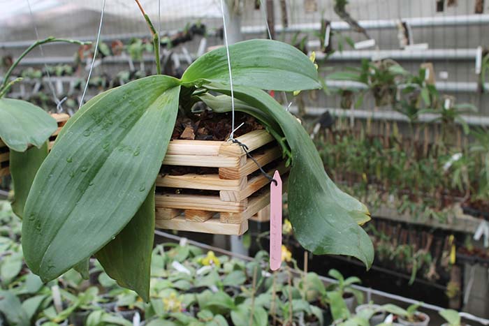 Phalaenopsis David Lim.jpg