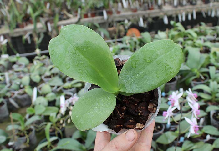 Phalaenopsis Palace Reef.jpg