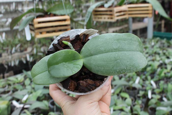 Phalaenopsis Jong's Gigan Cherry 'Prince' x gigantea.jpg