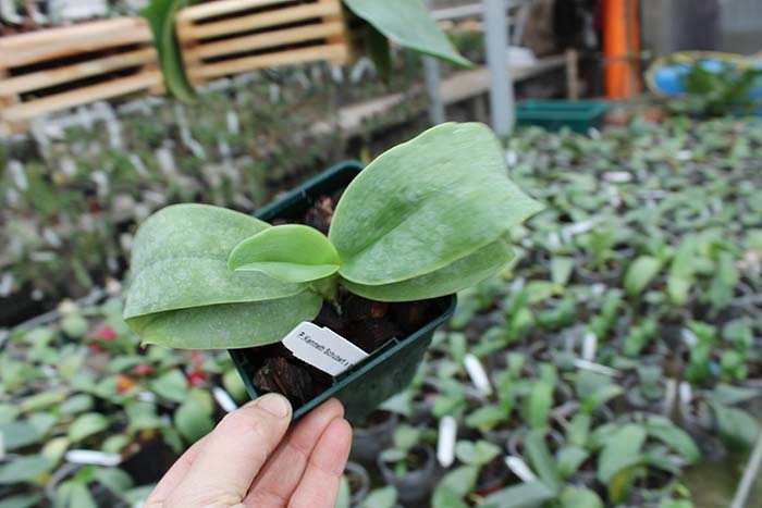 Doritaenopsis Kenneth Schubert x Phalaenopsis bellina blue.jpg