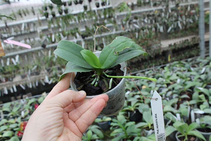 Phalaenopsis equestris alba.jpg