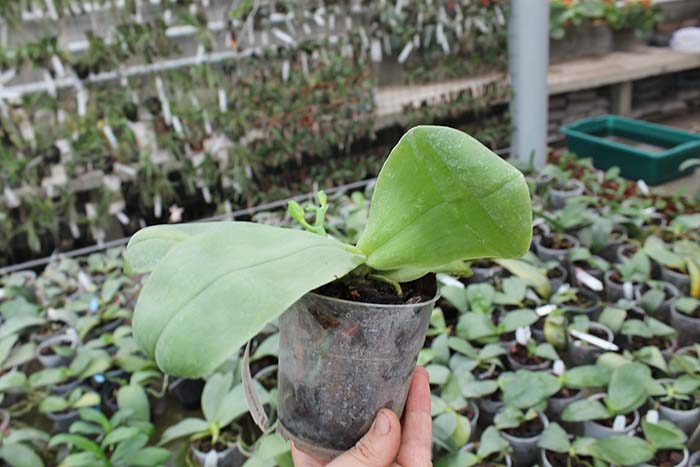 Phalaenopsis bellina '#20' x Joshua Irwin Ginsberg 'Su Weay'.jpg