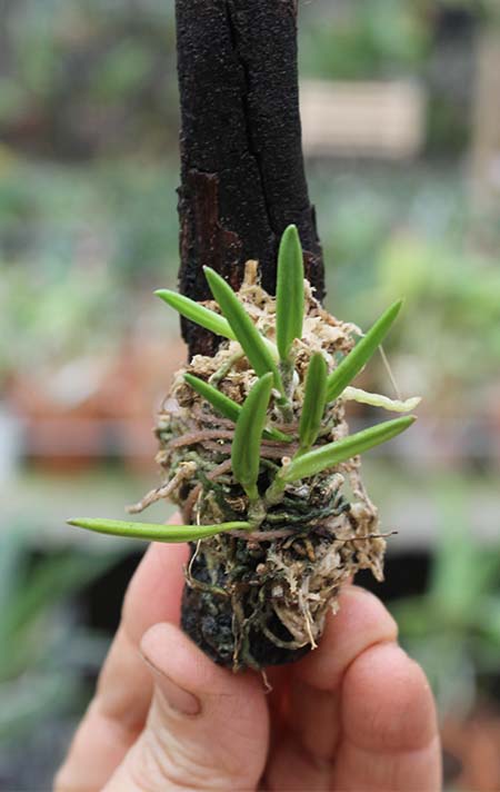 Leptotes unicolor.jpg