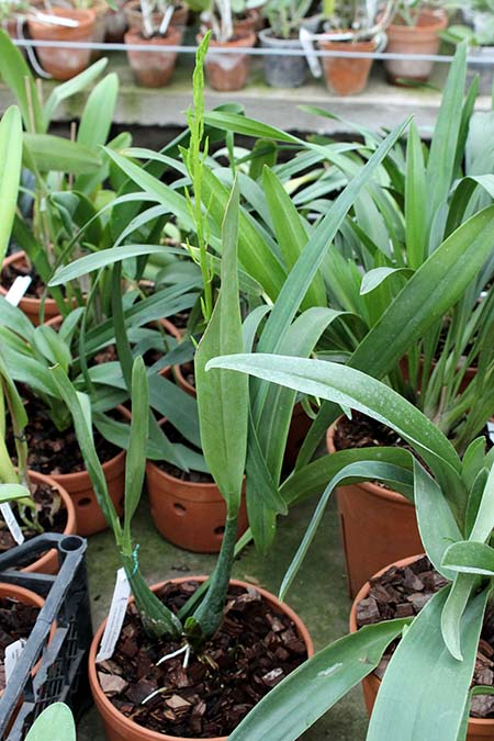 Encyclia prismatocarpum.jpg