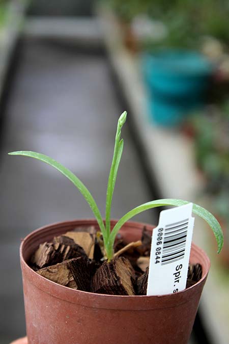 Spiranthes sinensis alba.jpg