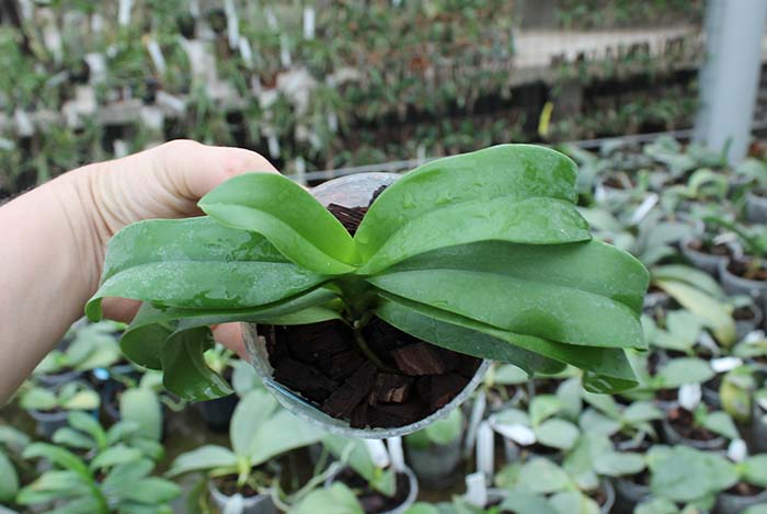 Phalaenopsis equestris x Renanthera matutina.jpg